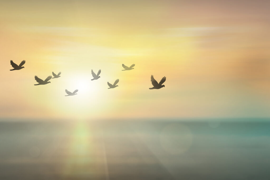 birds flying together in the sunset sky
